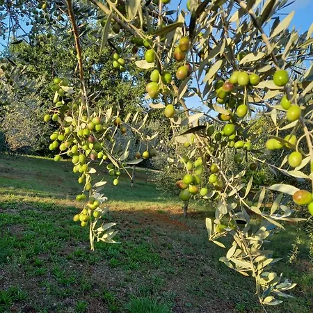 Casetta Tra Gli Ulivi *