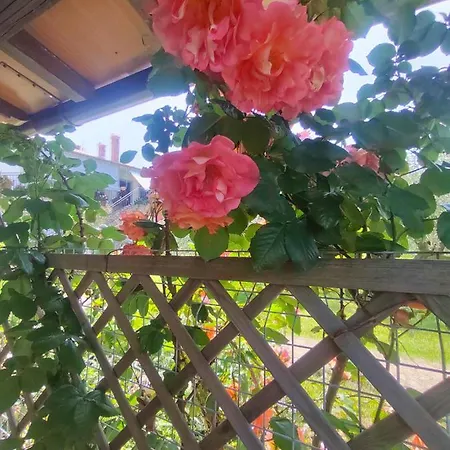 Casetta Tra Gli Ulivi Umag